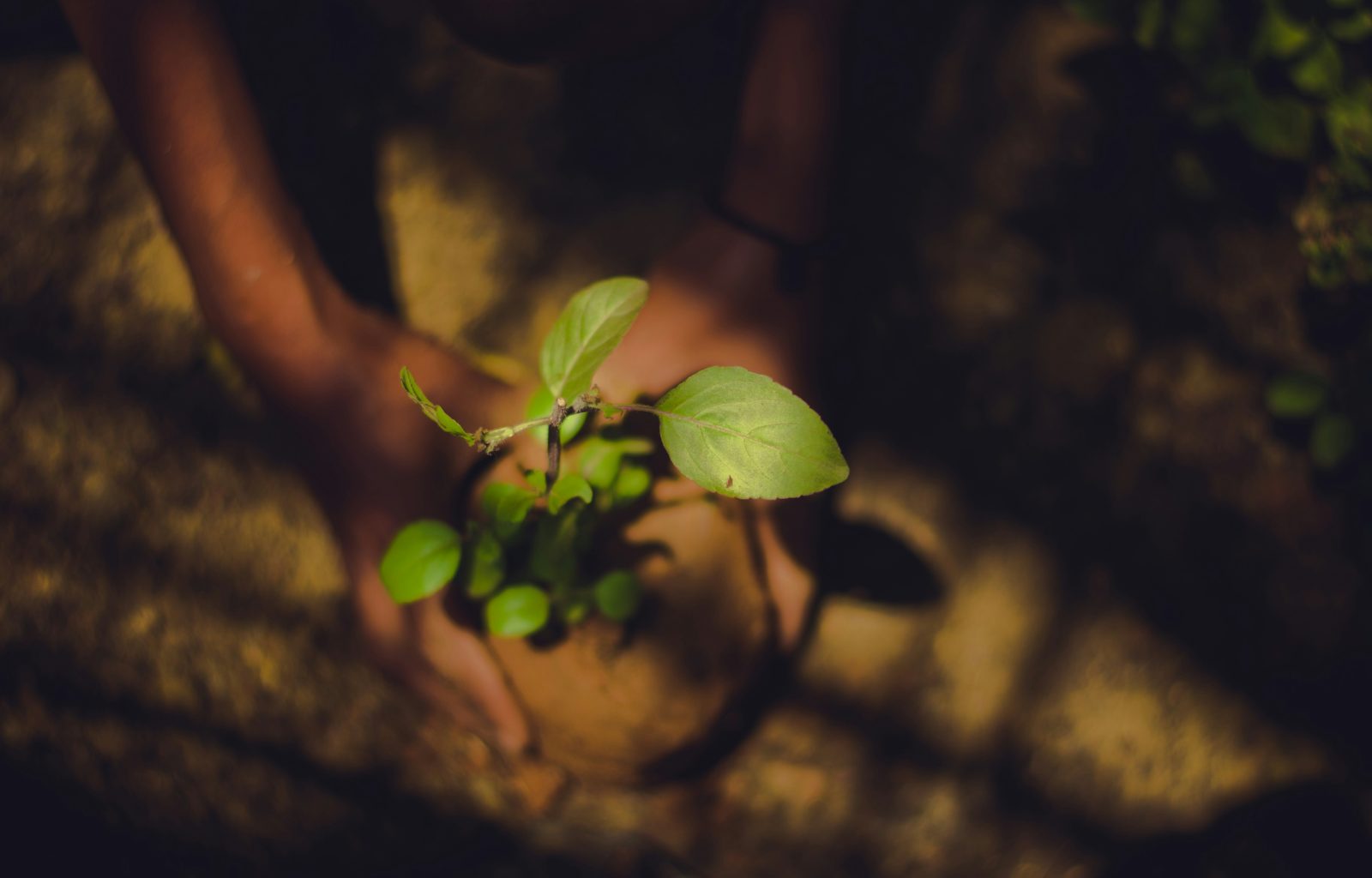 Environmental & Sustainability Skills for Managers